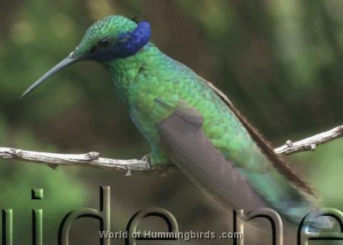 Hummingbird Garden Catalog: Sparkling Violet-Ear